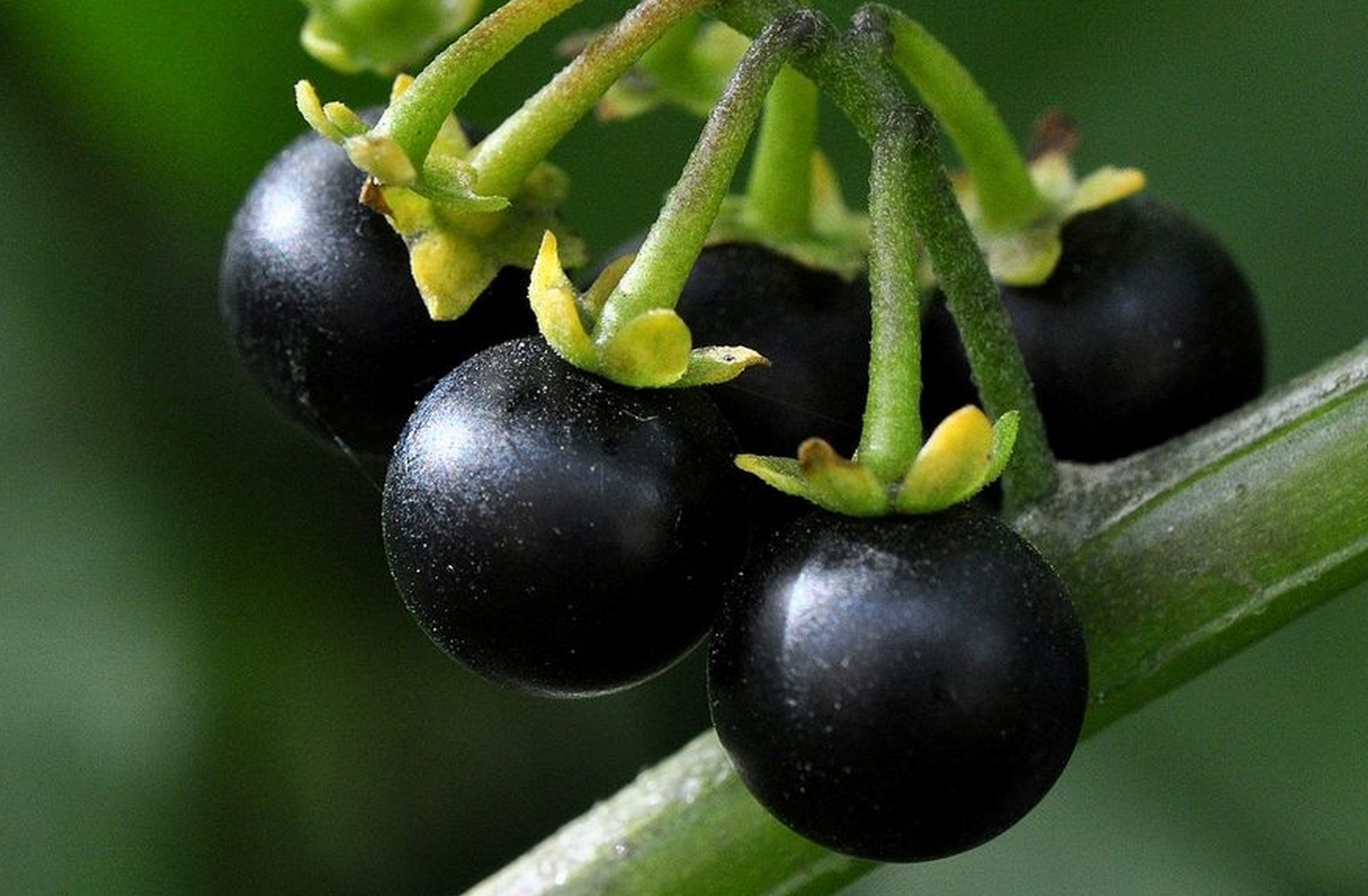 但是请注意7215内含微量毒素- - 龙葵素06过量食用会中毒滴