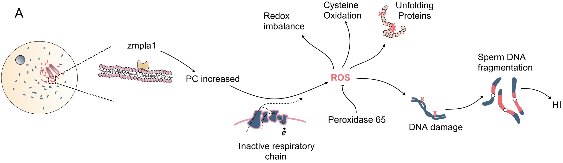 在玉米磷脂酶介导的单倍体诱导系统中,活性氧(ros)的爆发会破坏染色体