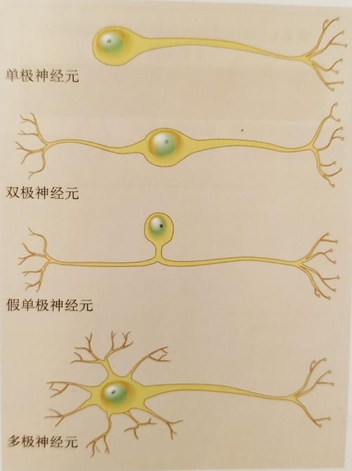 反射弧包含哪些部分?神经元有哪些形态?