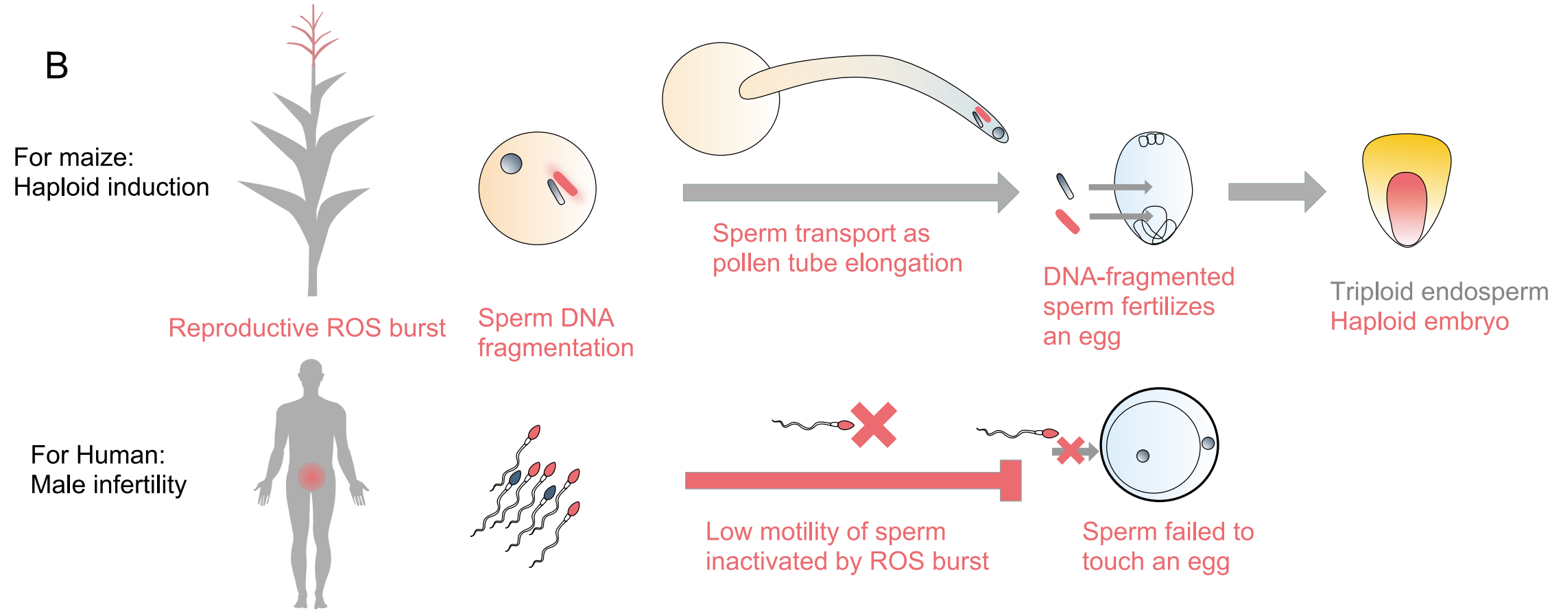 在玉米磷脂酶介导的单倍体诱导系统中,活性氧(ros)的爆发会破坏染色体