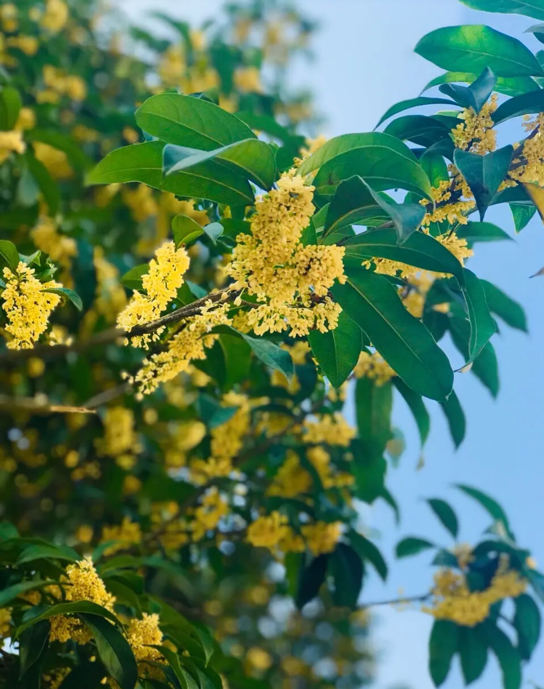 金状元桂花开花图片图片