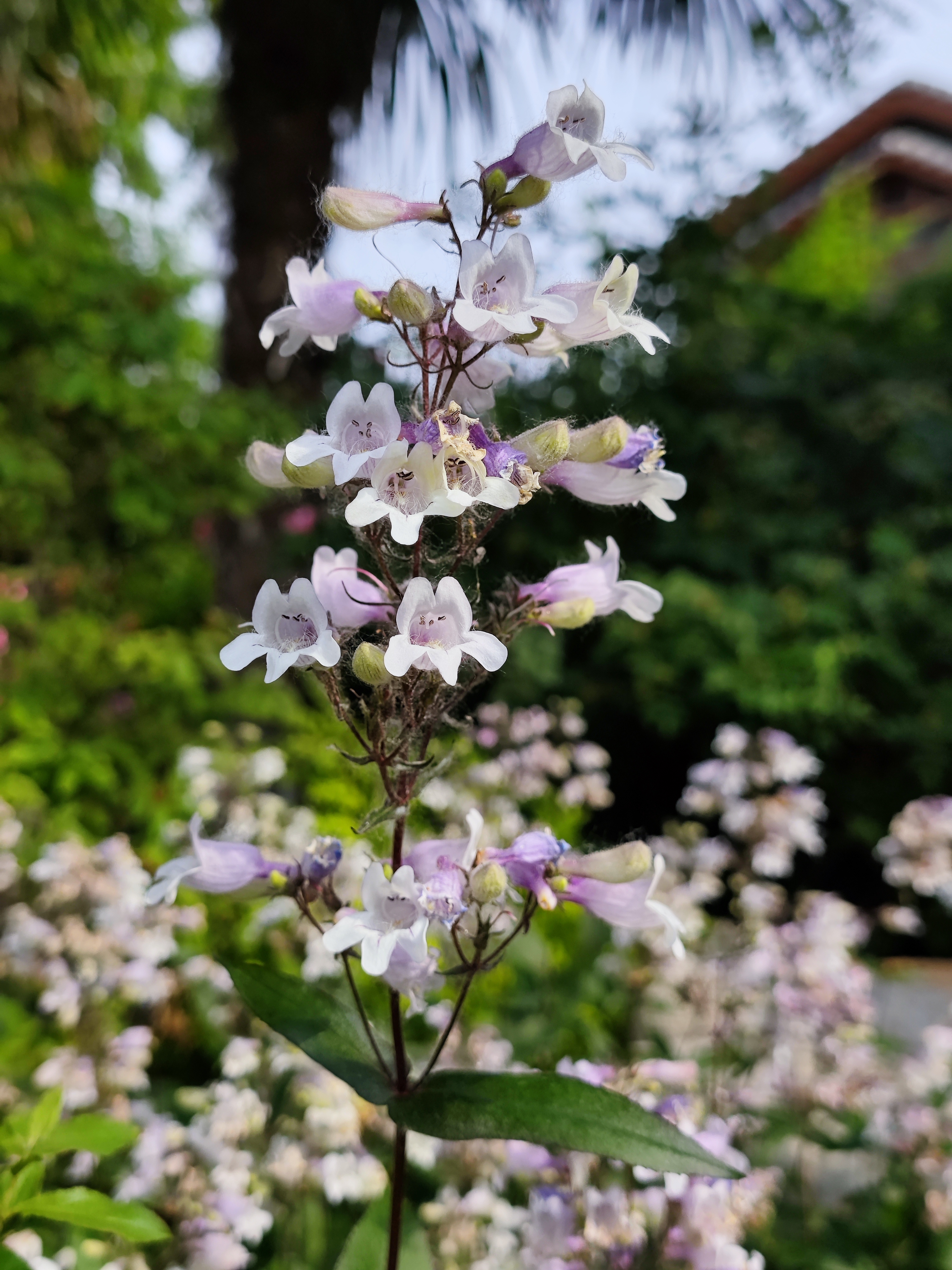毛地黄钓钟柳,看过图片才知道什么叫名副其实,形象生动