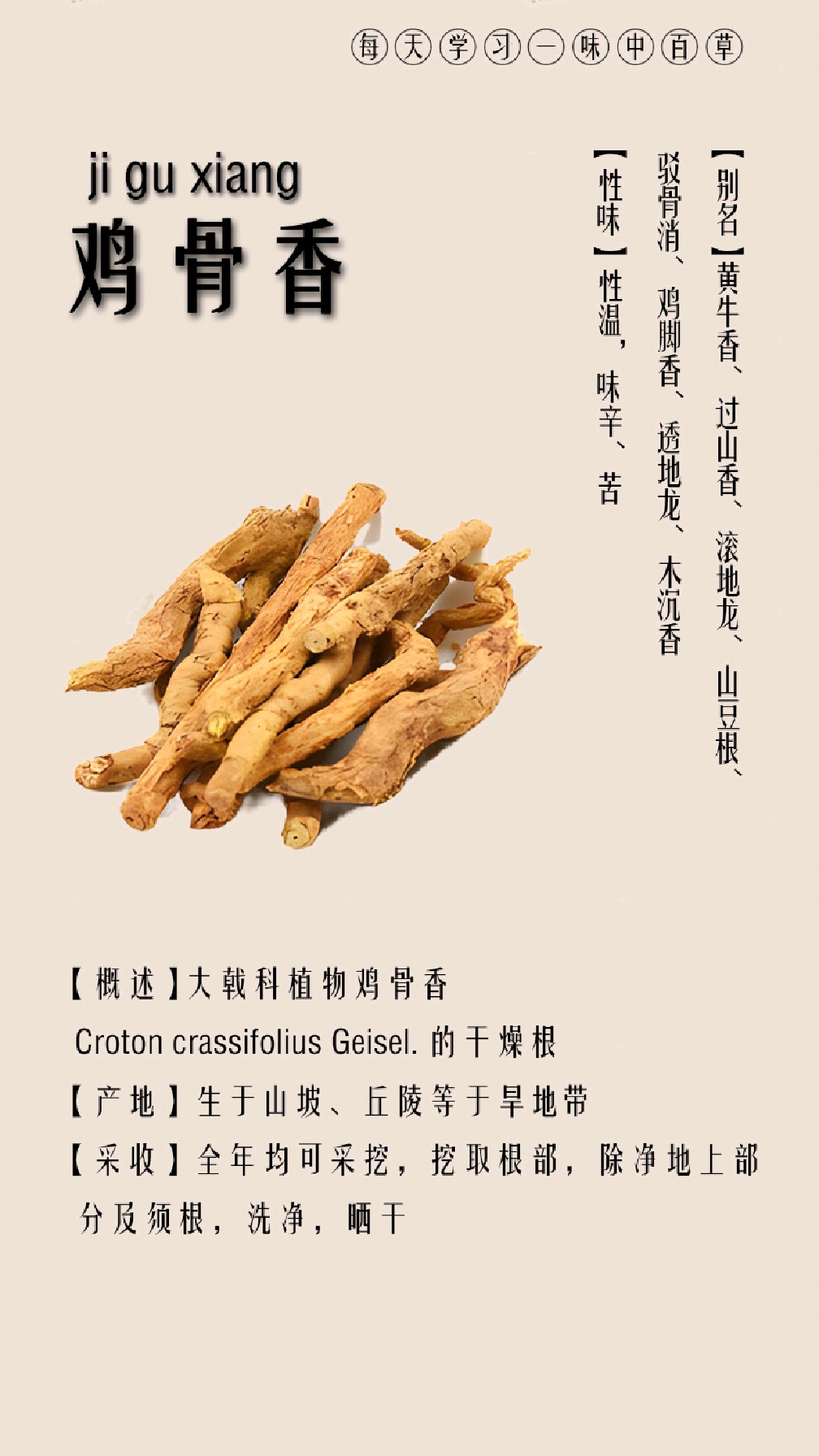 每天认识一味中草药·鸡骨香