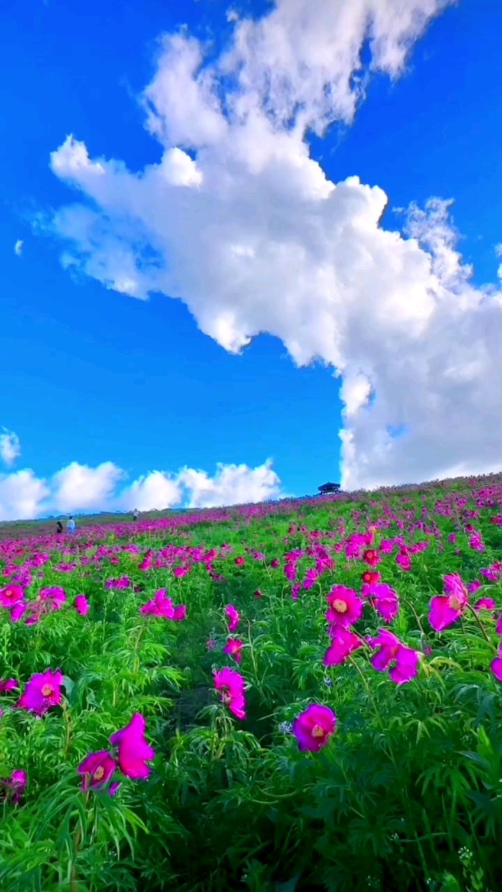 美丽的草原我的家