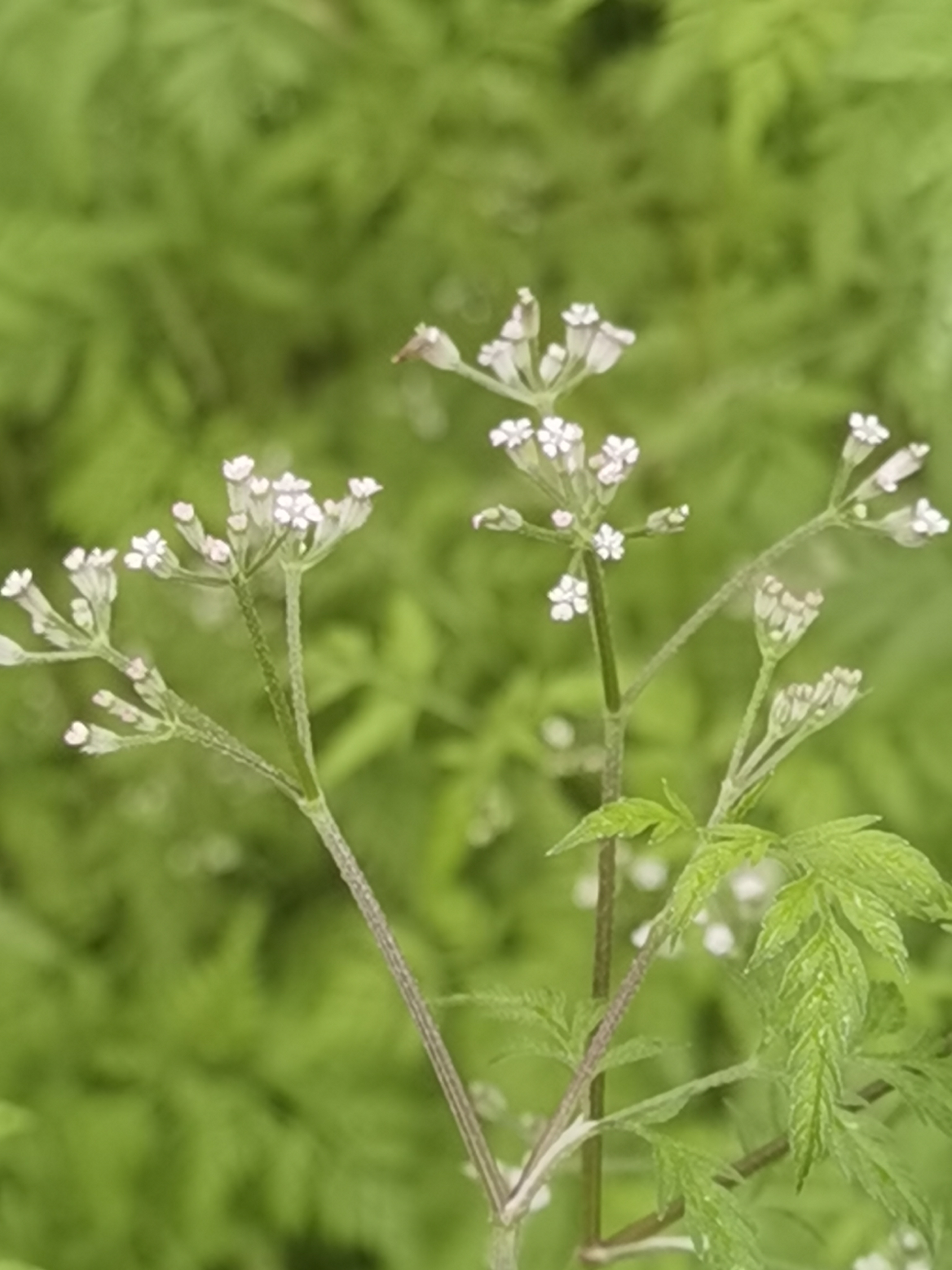 窃衣,是一味中药,入药部分为伞形科植物窃衣和小窃衣的果实或全草