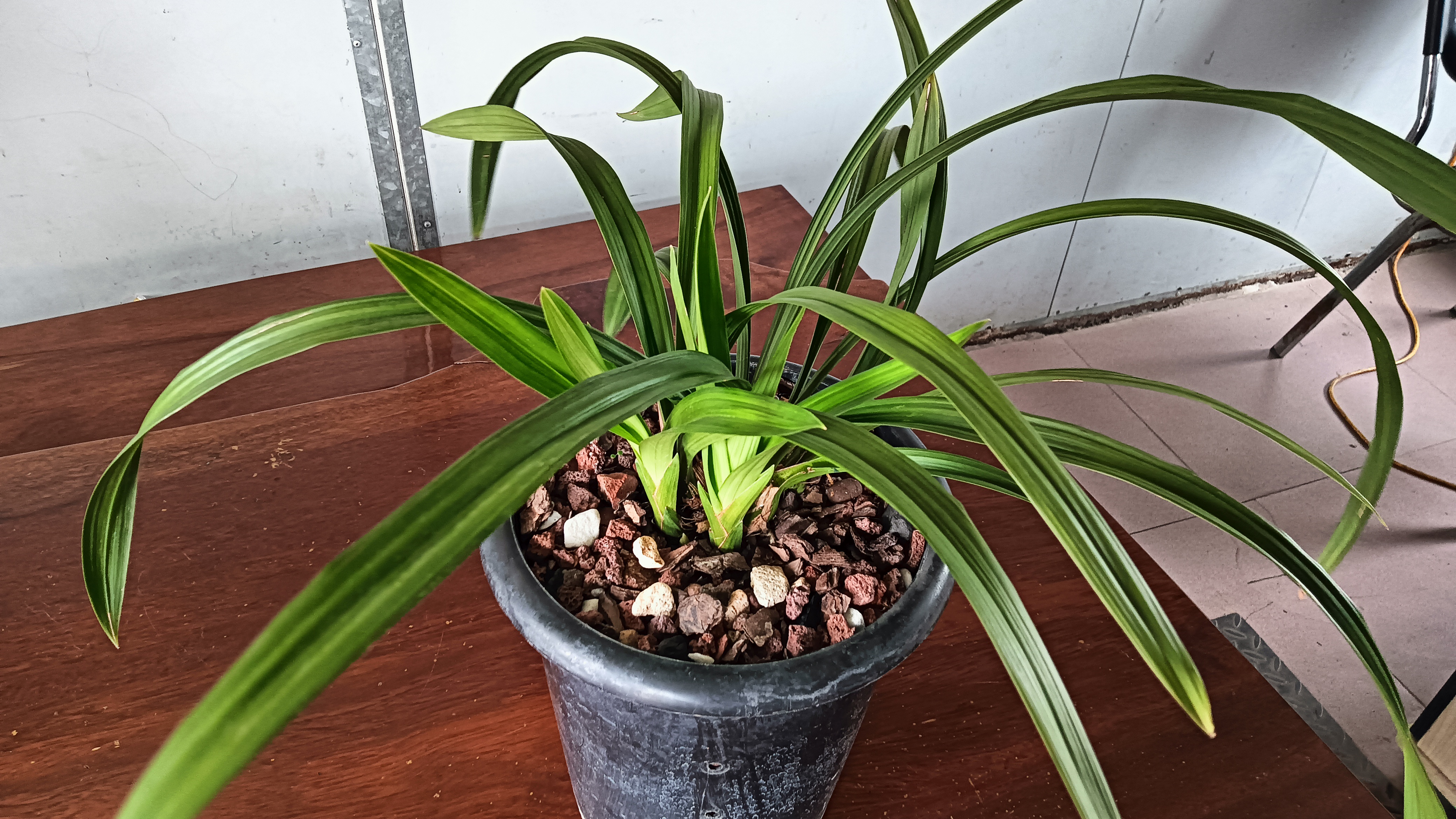 素君荷又发芽啦!