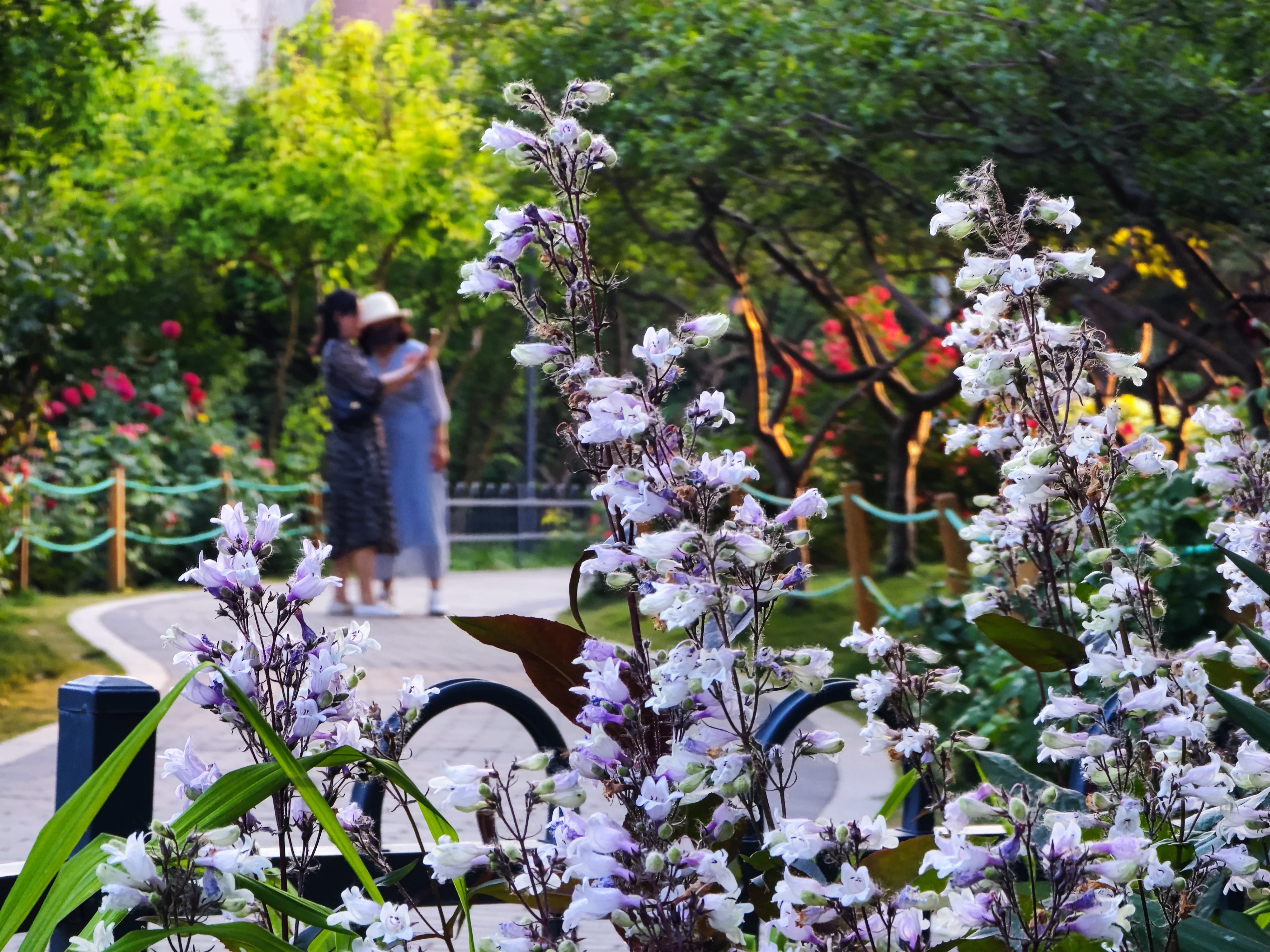 毛地黄钓钟柳,看过图片才知道什么叫名副其实,形象生动