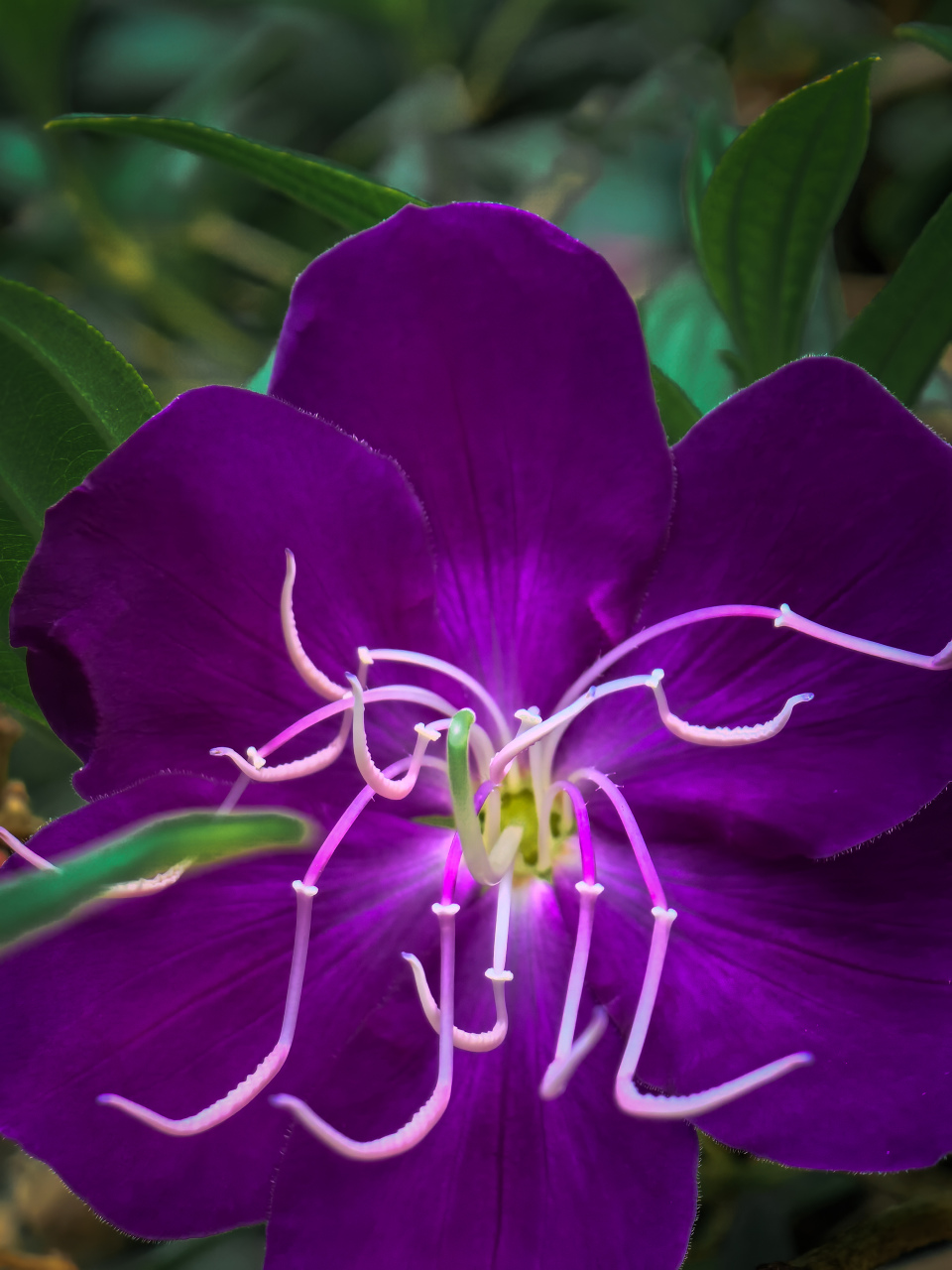 巴西野牡丹,这种艳丽的紫色花朵在巴西被称为公主花