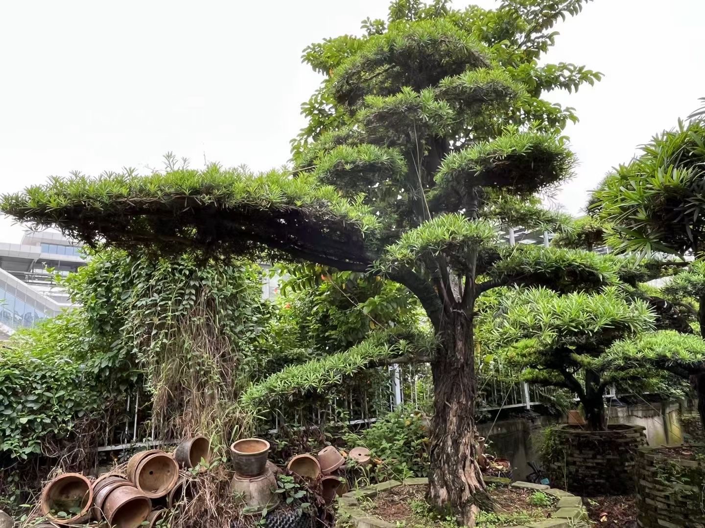 罗汉松基地,欢迎您