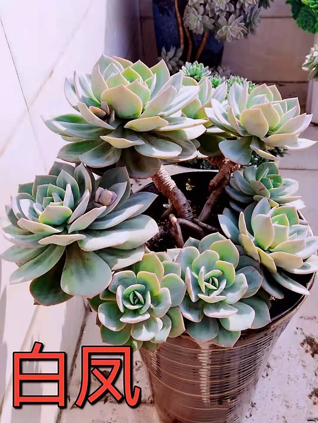 大学生活2 娇生惯养的我 从小不吃青眼 离家后第一次吃了榨菜