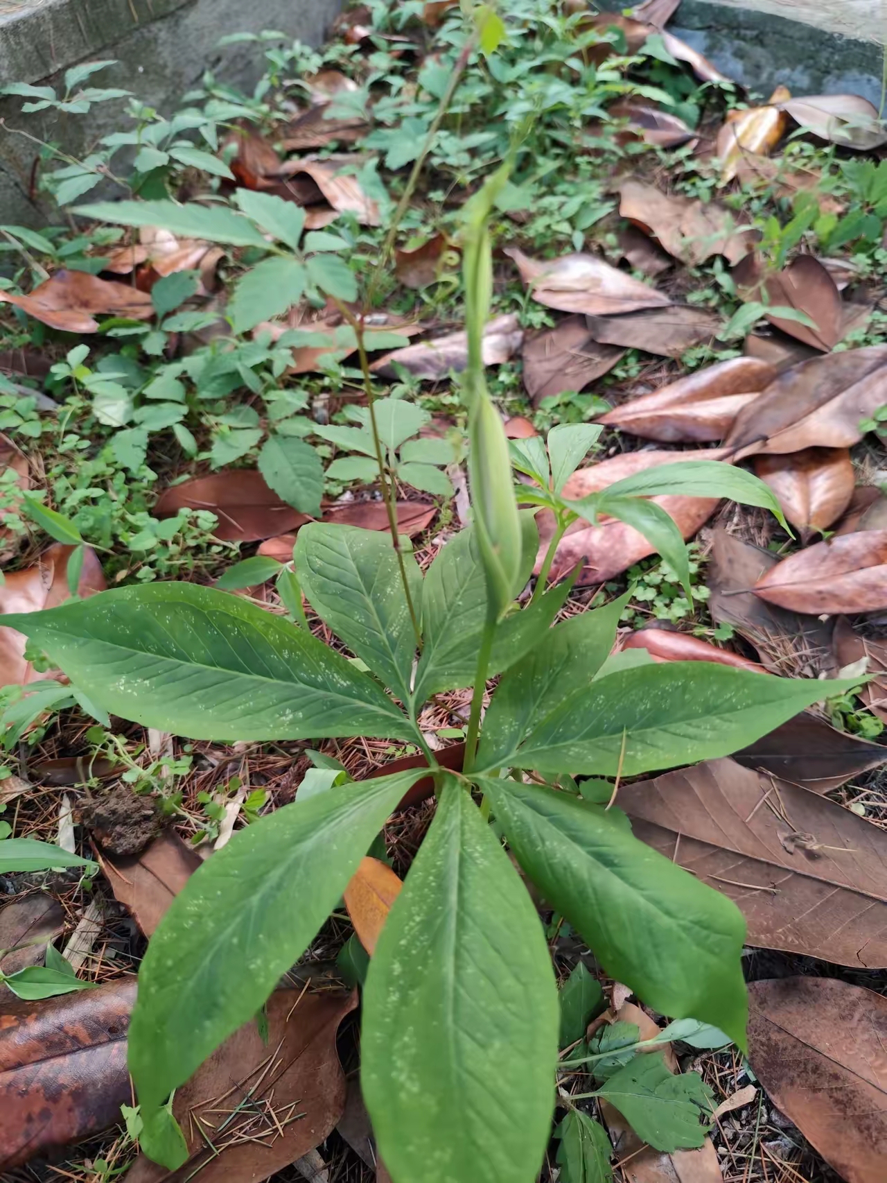 这种本来是野地里生长的植物,不知怎么长在了花盆里,清理好几次