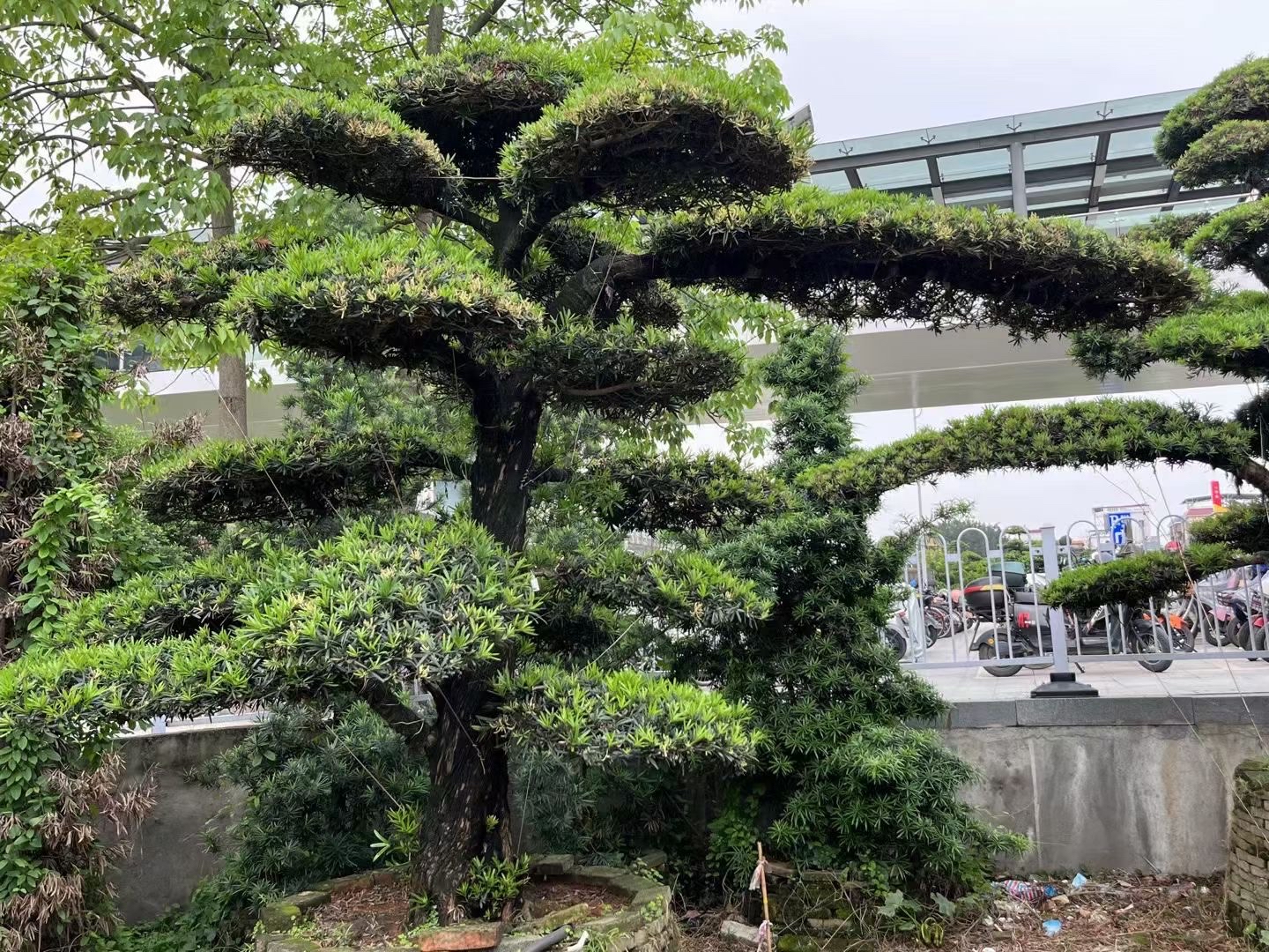 罗汉松基地,欢迎您