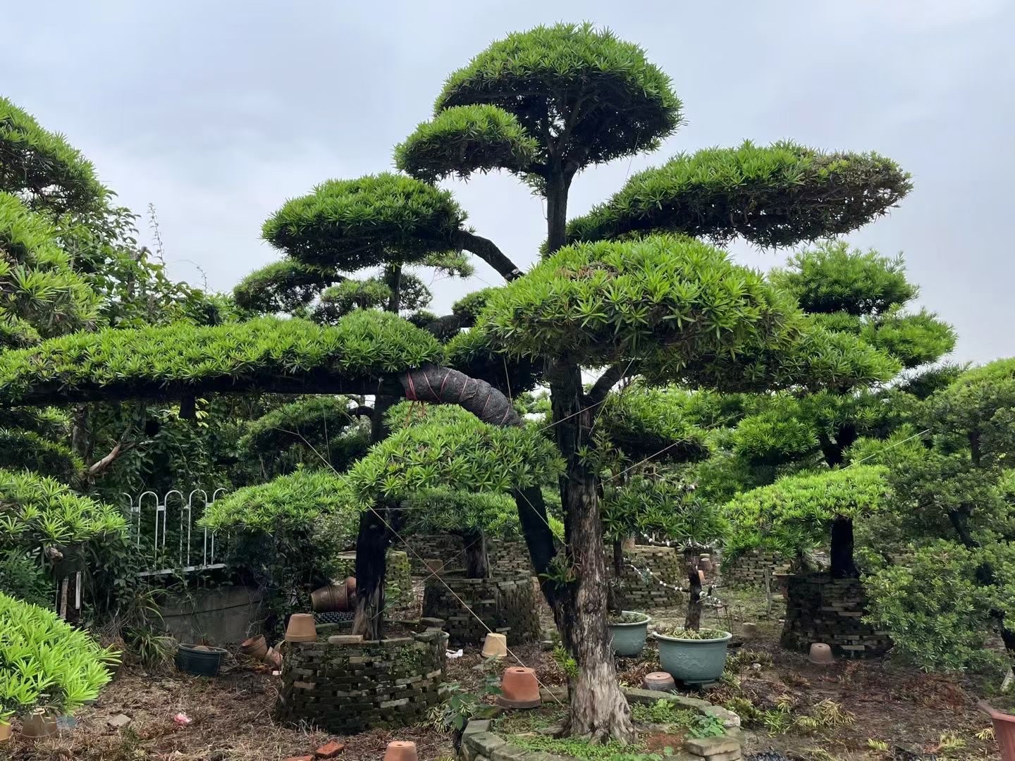 罗汉松基地,欢迎您