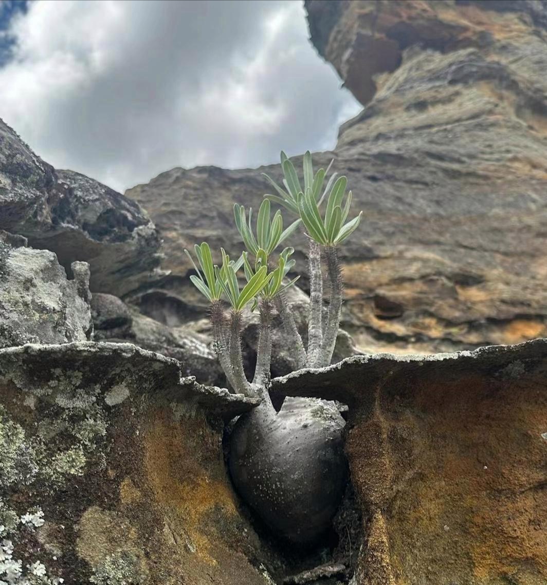 出门旅游是让人开眼界,这不今天就踫到了这么个不可思议的事,石头开花