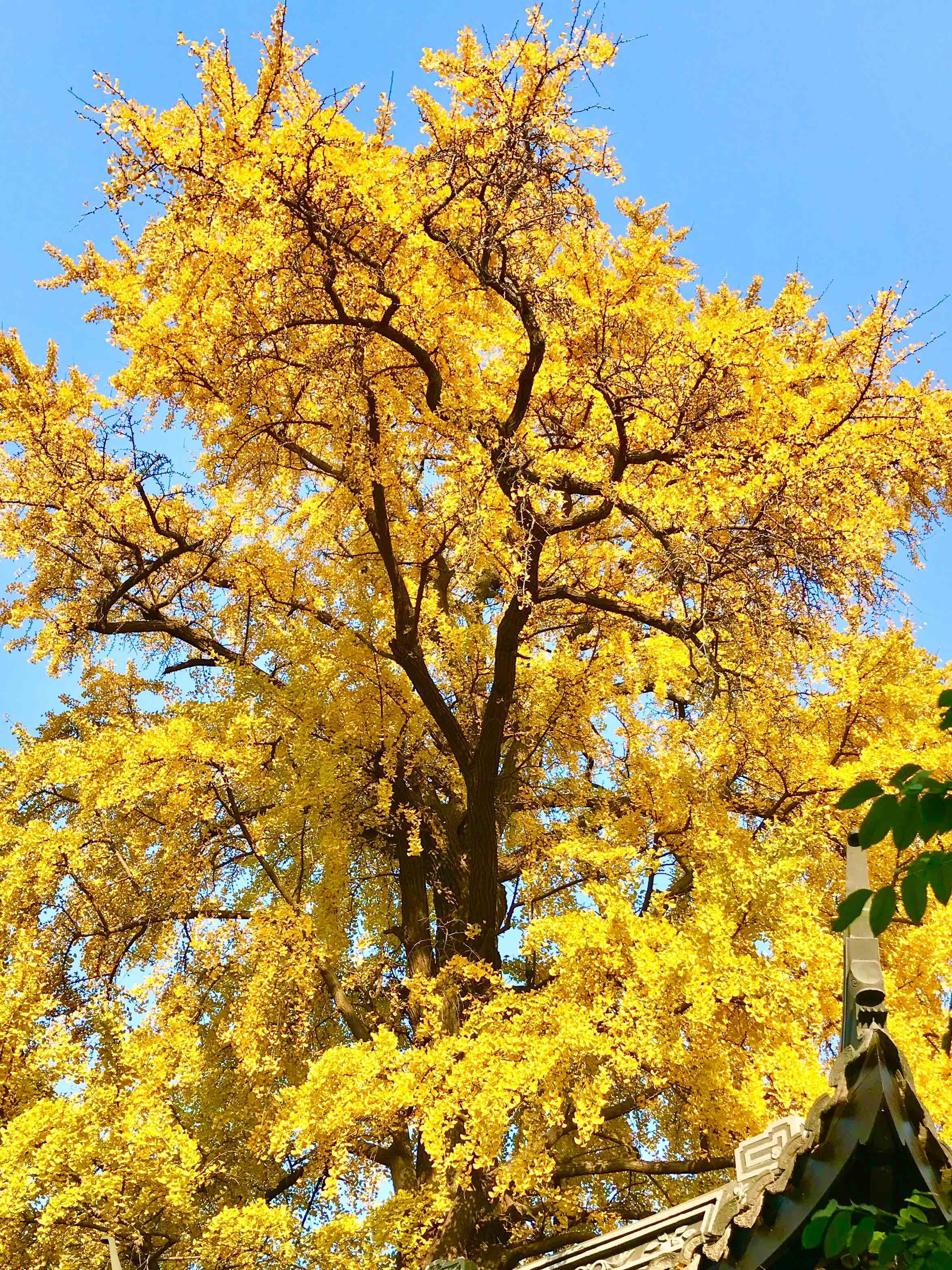 我国的国树是什么?你知道吗?