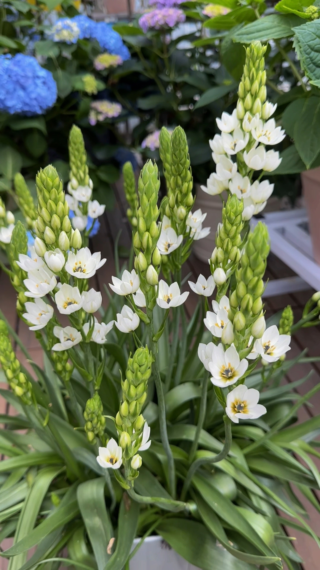 花与生活  #圣心百合