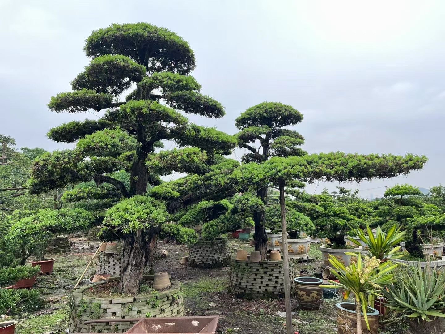 罗汉松基地,欢迎您