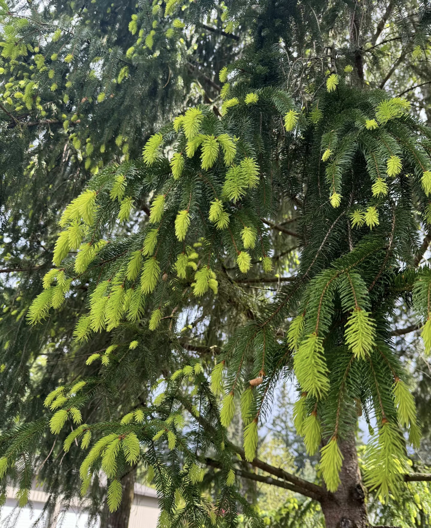 是不是,总之我是肯定不会吃它的,还没吃就感觉已经闻到了松树油的味道