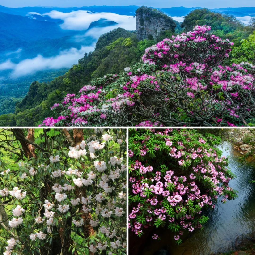 光雾山美翻!等了一年的杜鹃已全部盛开啦!