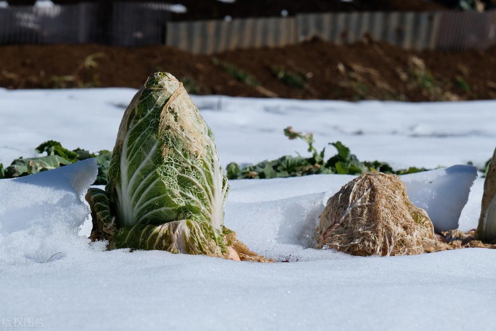 这几种办法,能让春天吃到新鲜大白菜