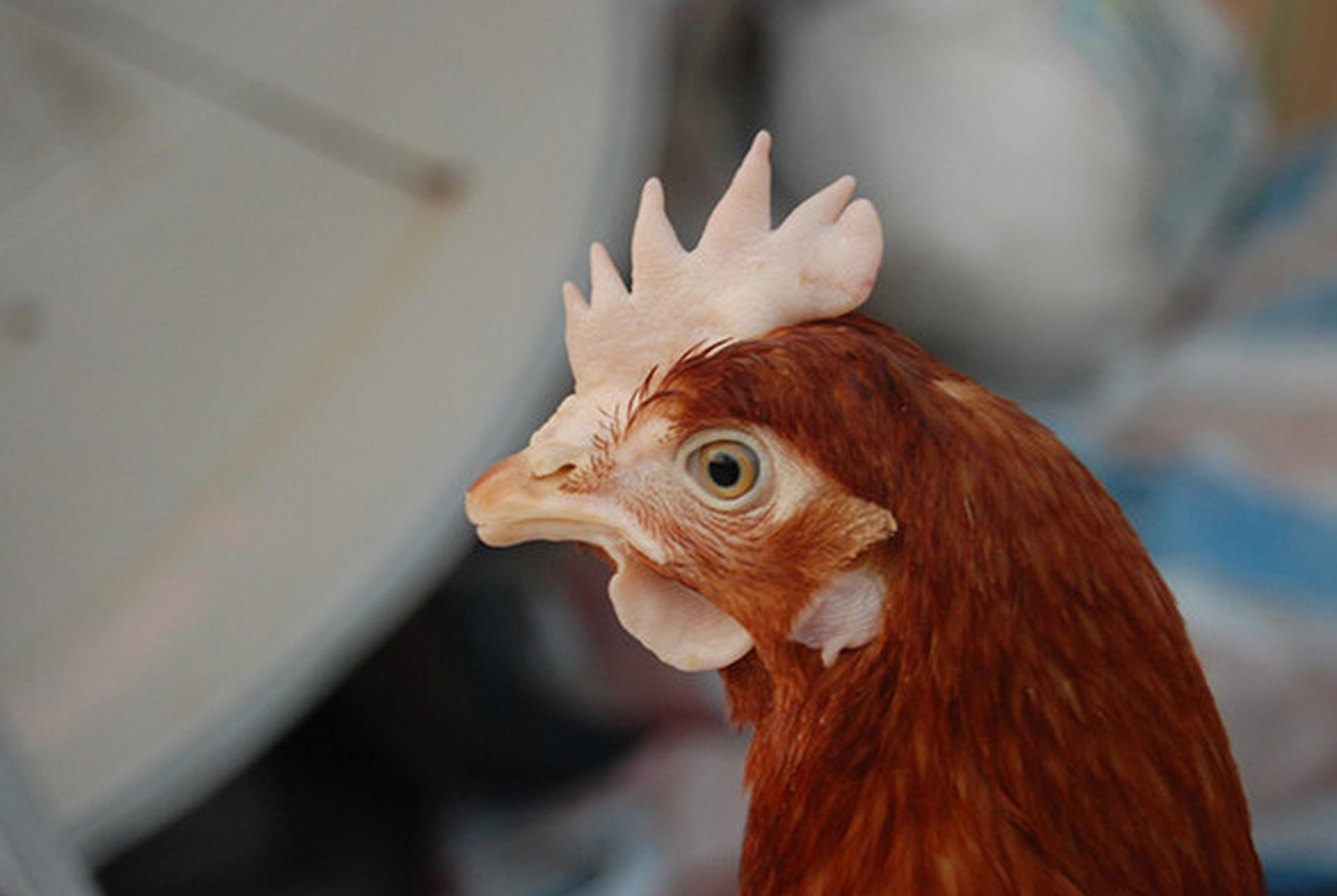 鸡白冠病,夏秋高发!内脏出血,贫血?别慌! 可能是肝脏问题或原虫寄生.