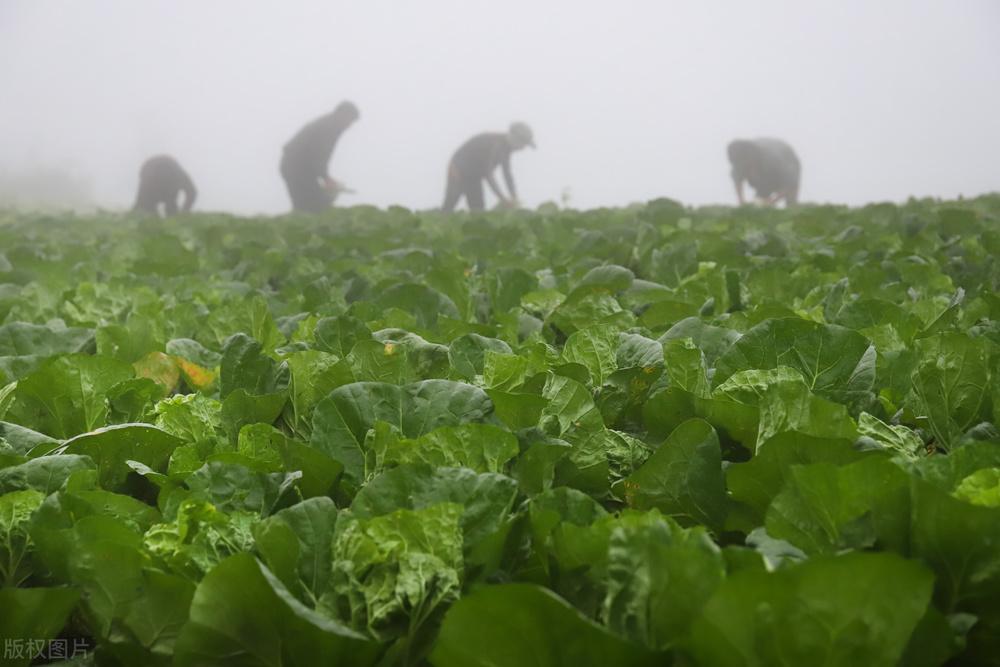 这几种办法,能让春天吃到新鲜大白菜