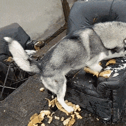 哈士奇,金毛和拉布拉多哪个好?要不是过来人提醒,差点就买错了