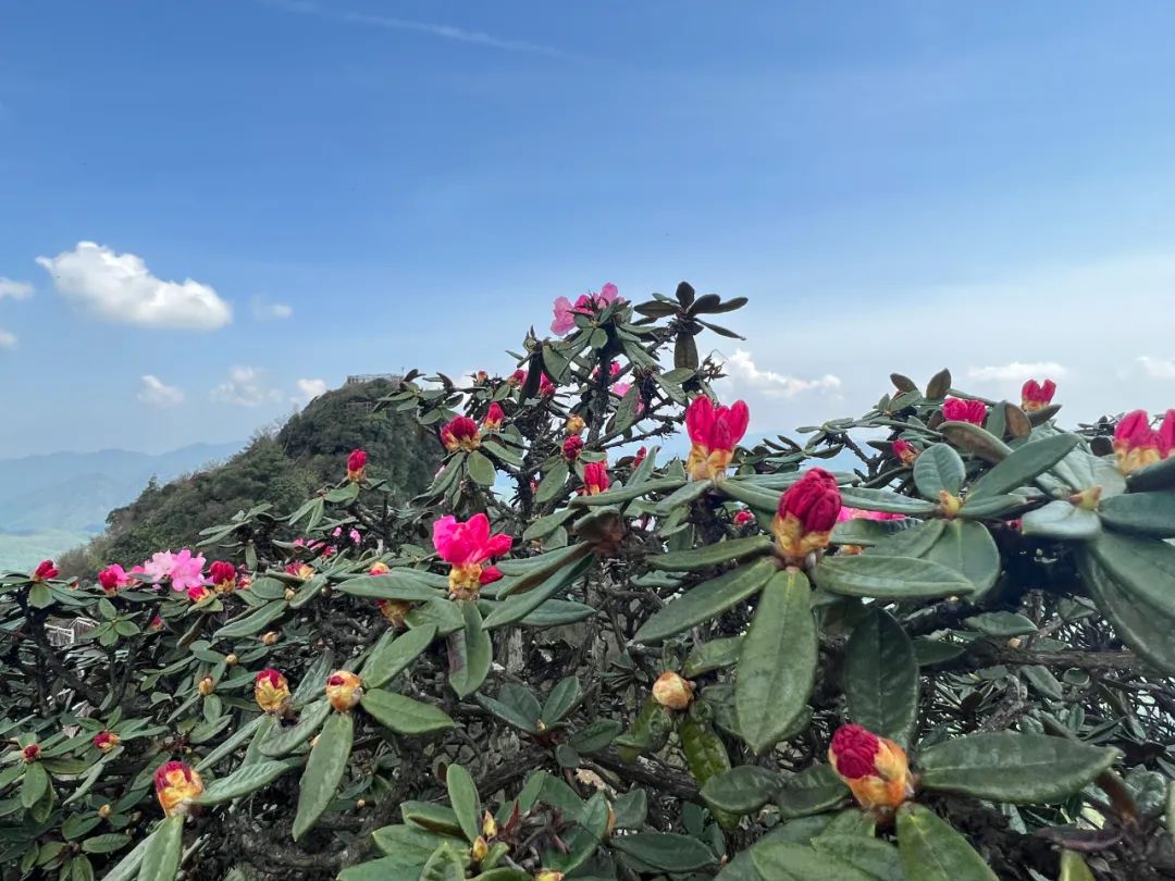 光雾山美翻!等了一年的杜鹃已全部盛开啦!
