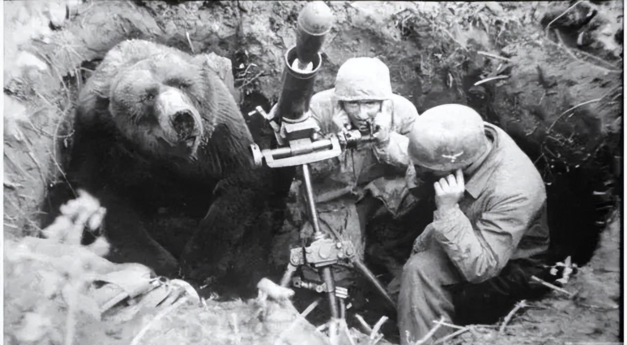 回顾二战传奇"熊士兵",抽烟喝酒搬运弹药还混上了"军衔"