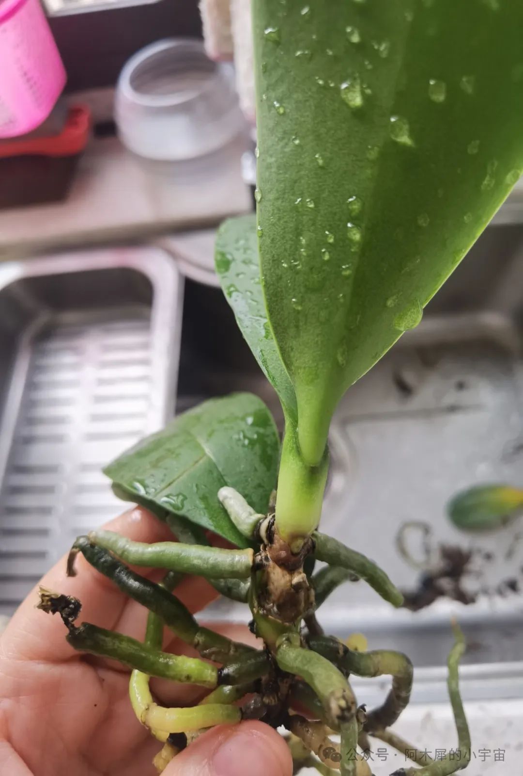 蝴蝶兰实操系列——记录第一次砍头(品种:绿苹果)