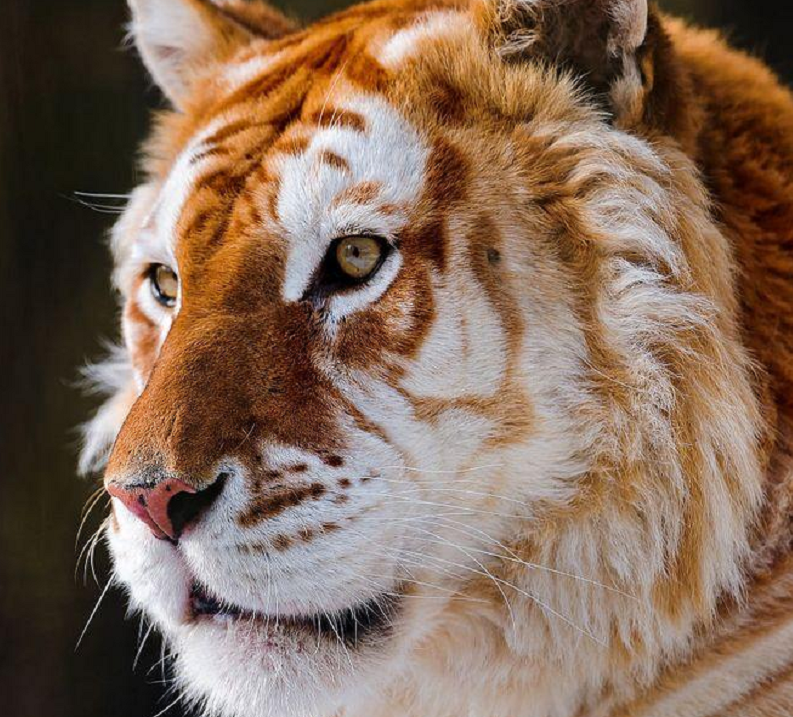 目露凶光的金虎