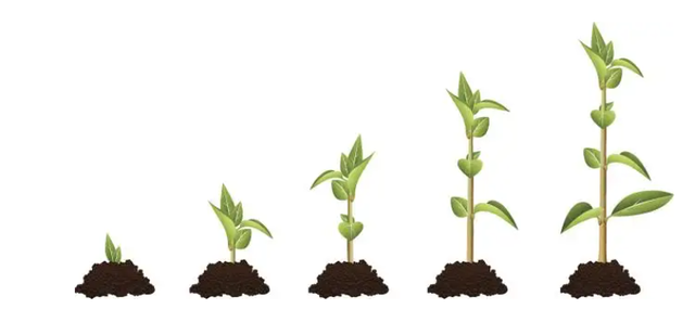 apc/c在植物中,促进复合物环小体在生长发育中的功能和调控机制