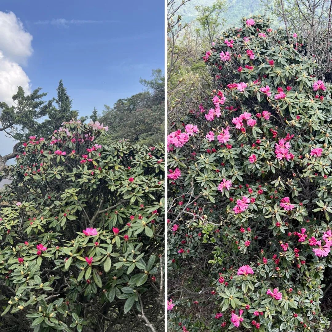 光雾山美翻!等了一年的杜鹃已全部盛开啦!