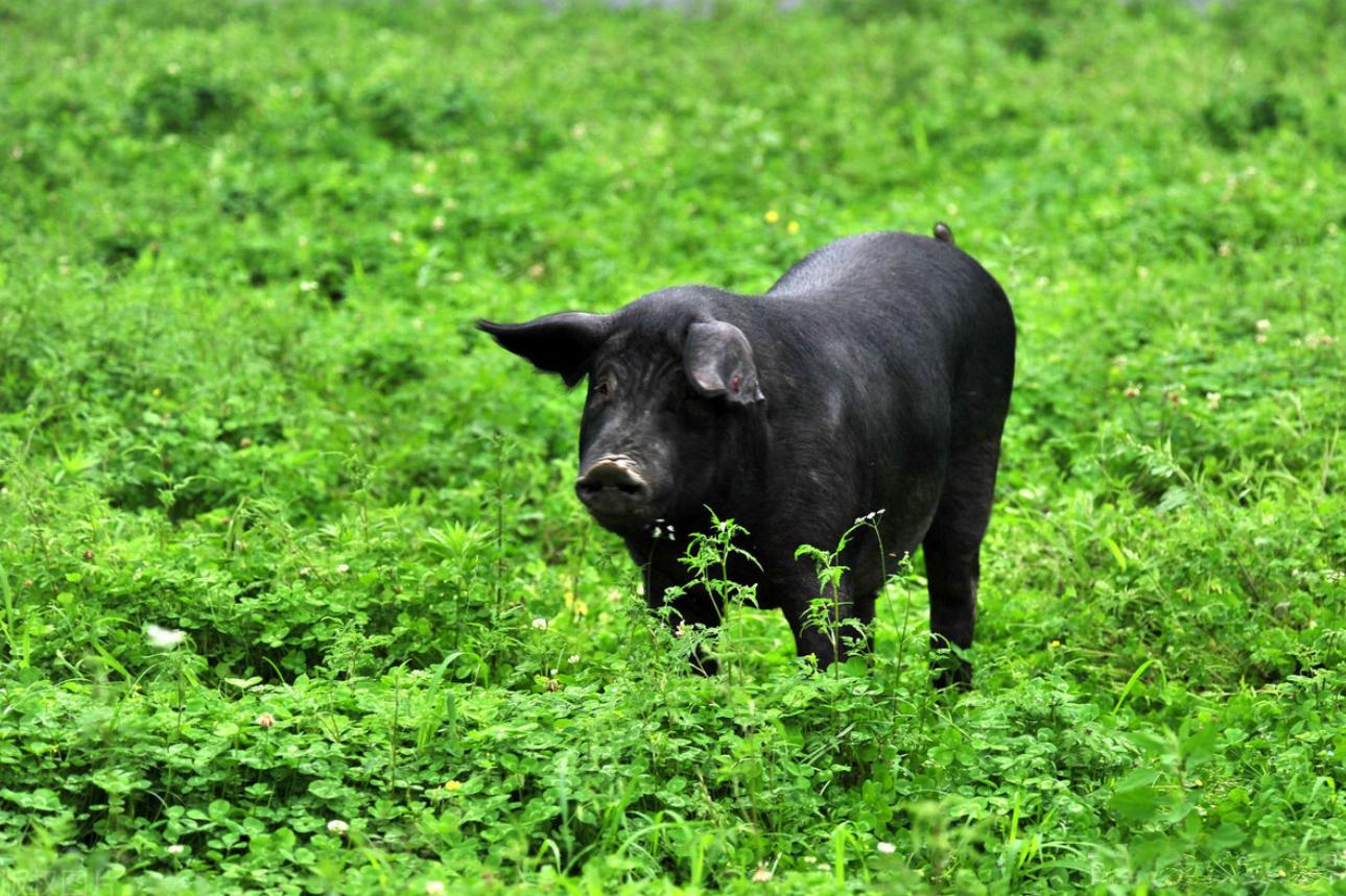 于是吕寻达又找卖猪的老板提出想要买几头公猪,没想到被拒绝了.