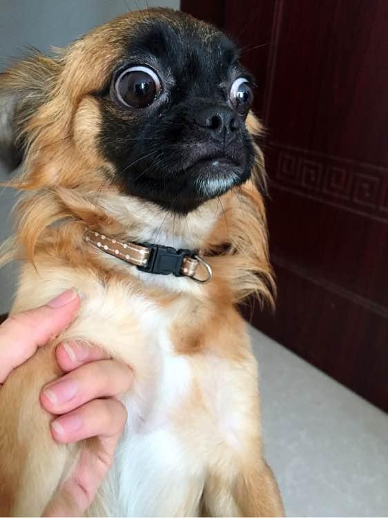 "纯种狗"和"串串狗"到底有啥区别?这几点太明显