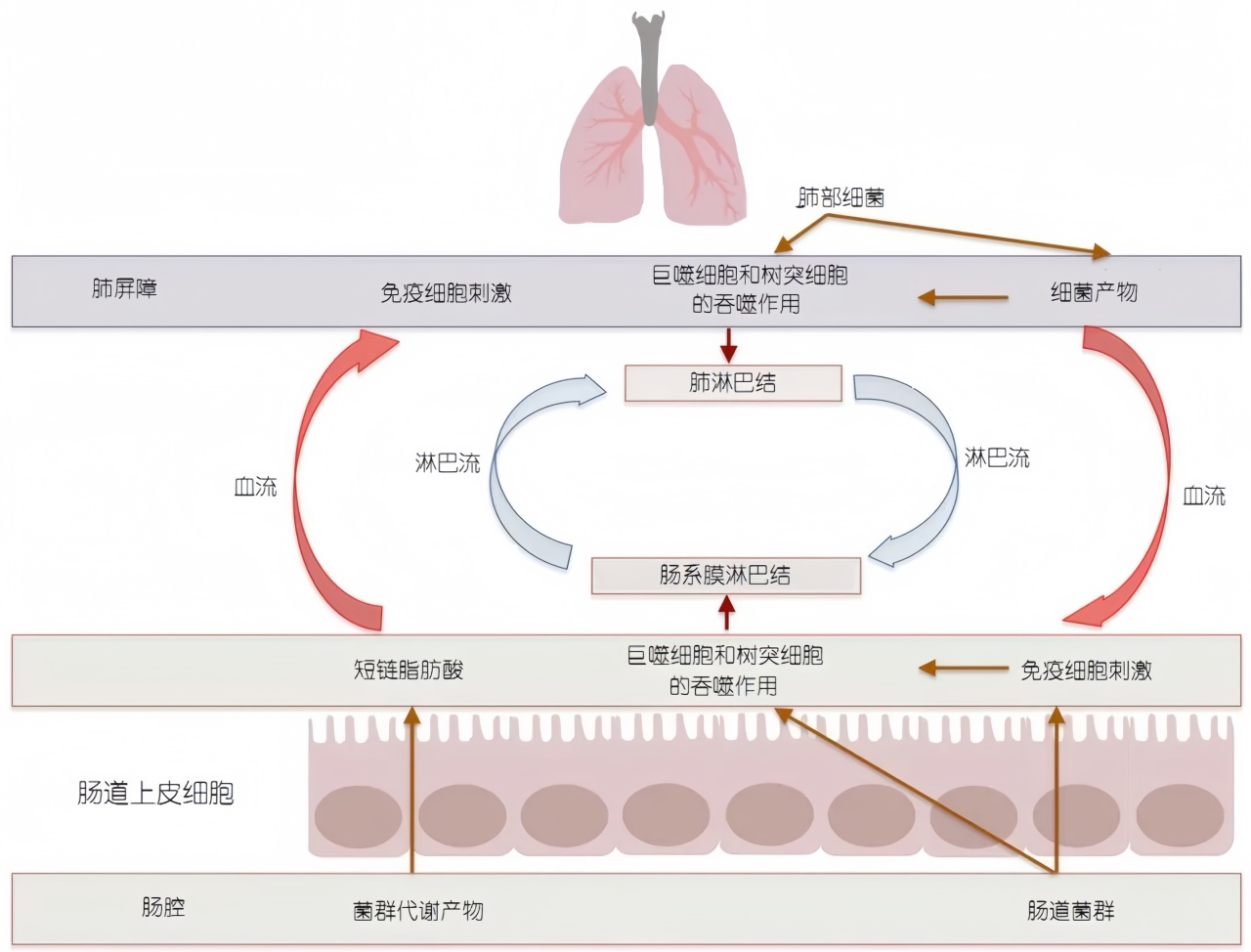 哮喘防治的"隐藏密码":肠道微生态平衡