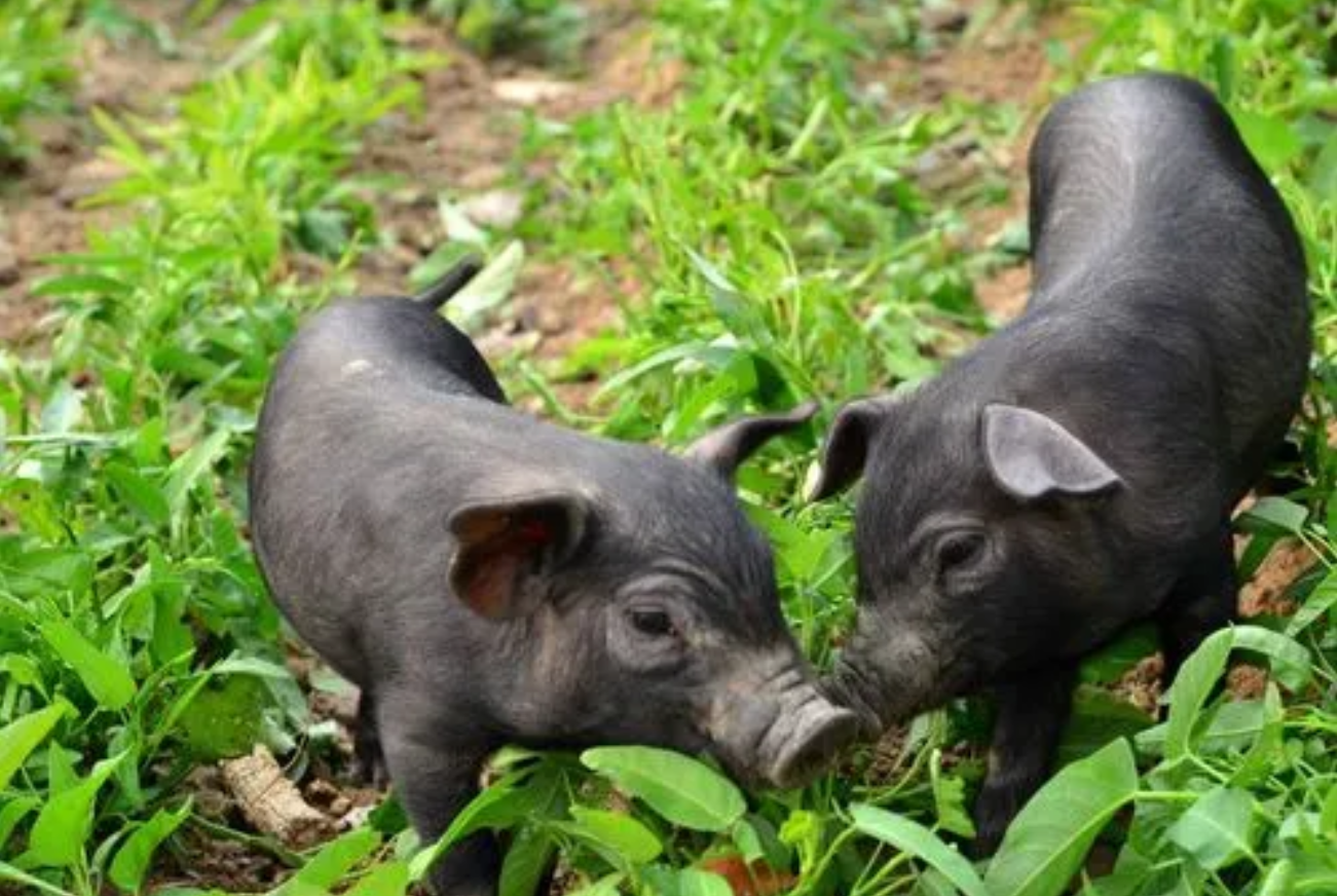 2009年,男子花6万买瘸腿病猪当宝贝养,8年后病猪帮他年入3000万