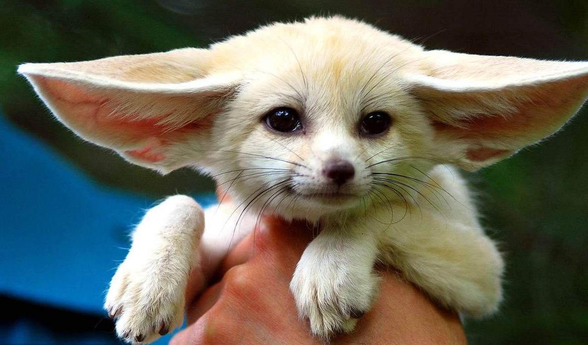 14年,两男子拉着22只"狗崽"现身云南边境,警方一查:牢底坐穿