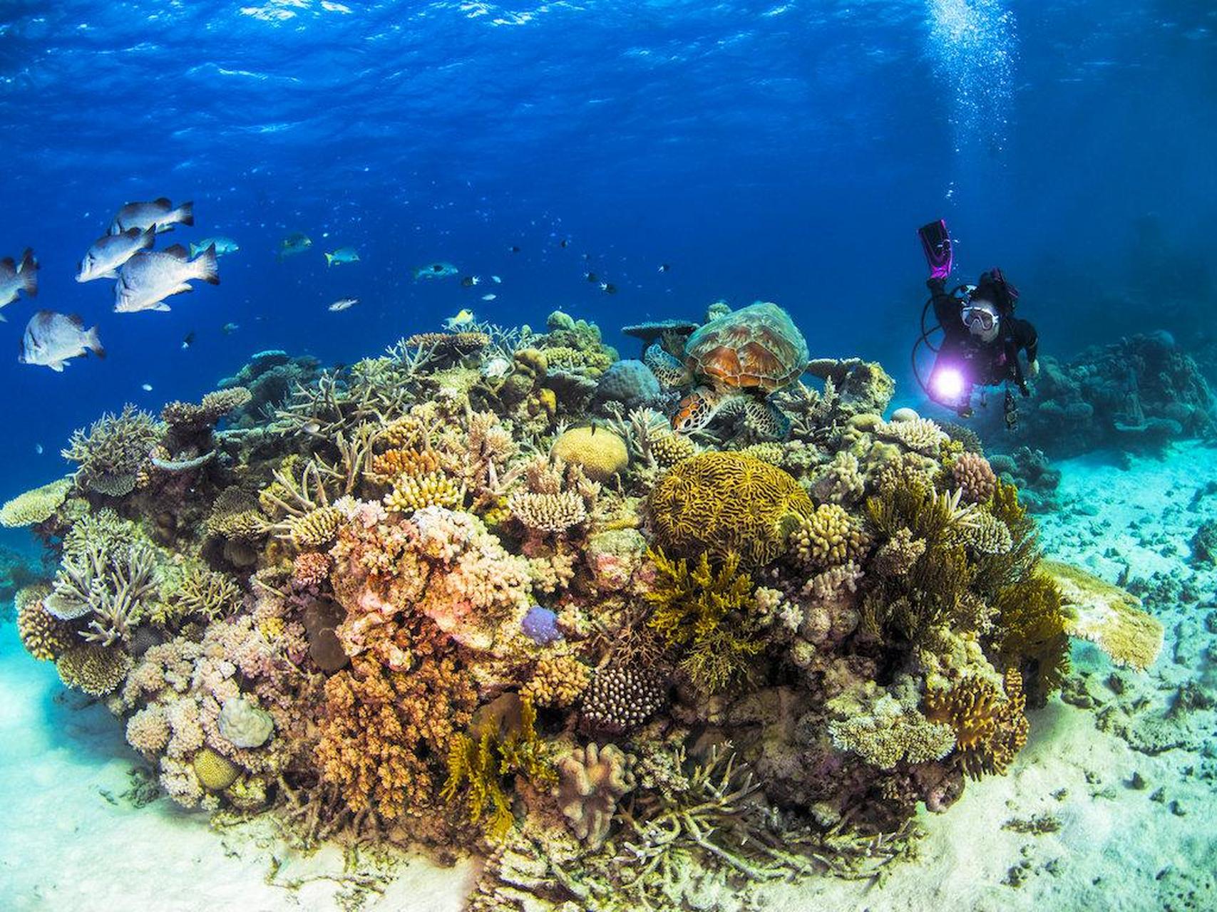 大堡礁是澳大利亚东北部外海的壮观珊瑚群落,色彩绚丽,形态万千的珊瑚