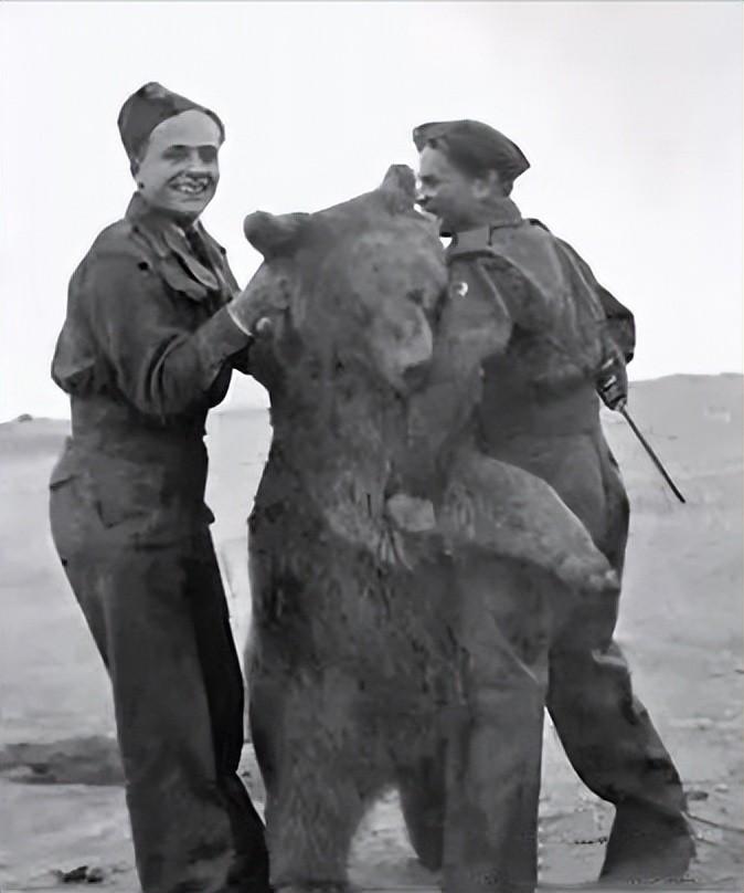 二战棕熊士兵纪录片图片