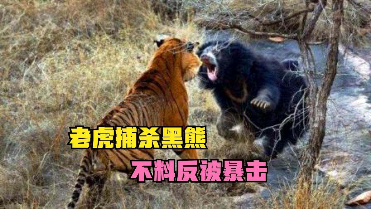 老虎捕食黑熊图片