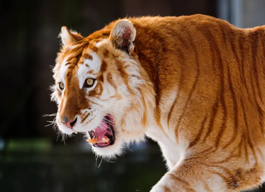 2007年,广州残疾饲养员遇暴躁金虎,只用两个方法,让其乖乖吃肉