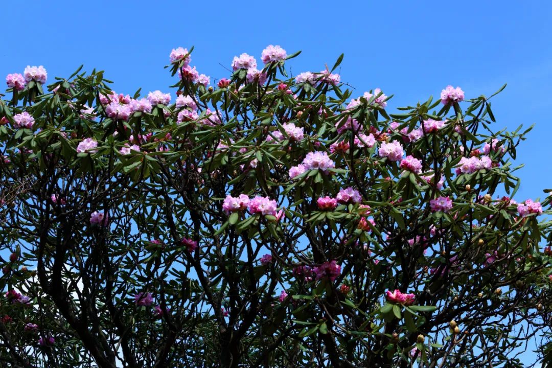 光雾山美翻!等了一年的杜鹃已全部盛开啦!