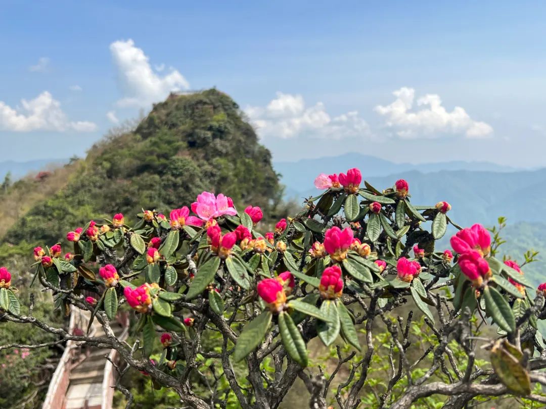 光雾山美翻!等了一年的杜鹃已全部盛开啦!