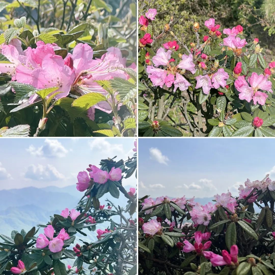 光雾山美翻!等了一年的杜鹃已全部盛开啦!