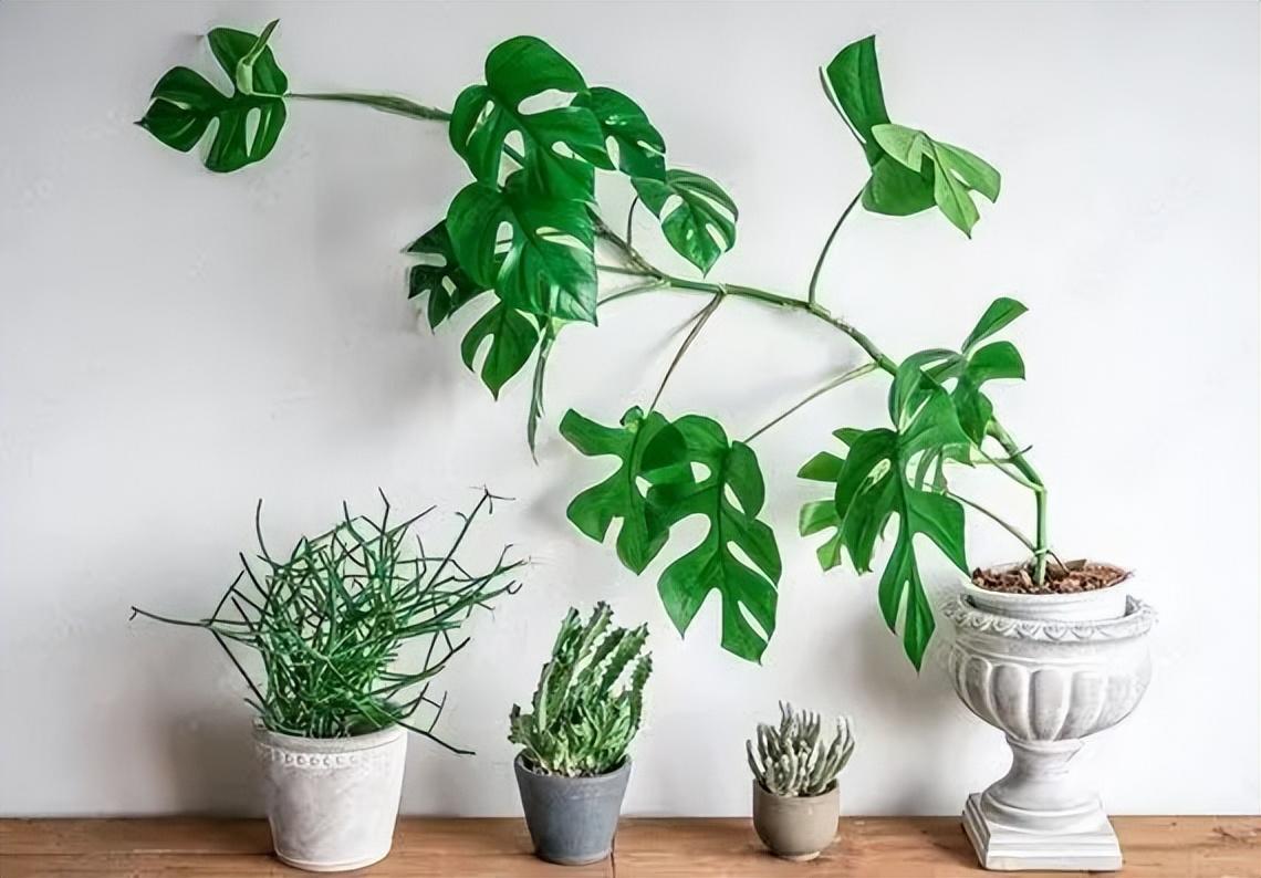 打造清新ins风家居环境有它就够了