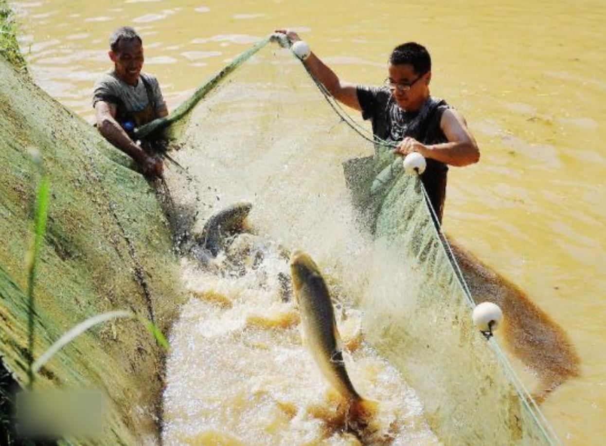 2008年,广西一"败家子"养鱼败光百万家产,4年后7天赚回130万