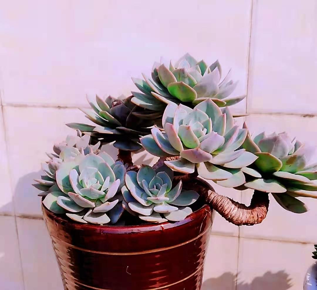 大学生活2 娇生惯养的我 从小不吃青眼 离家后第一次吃了榨菜