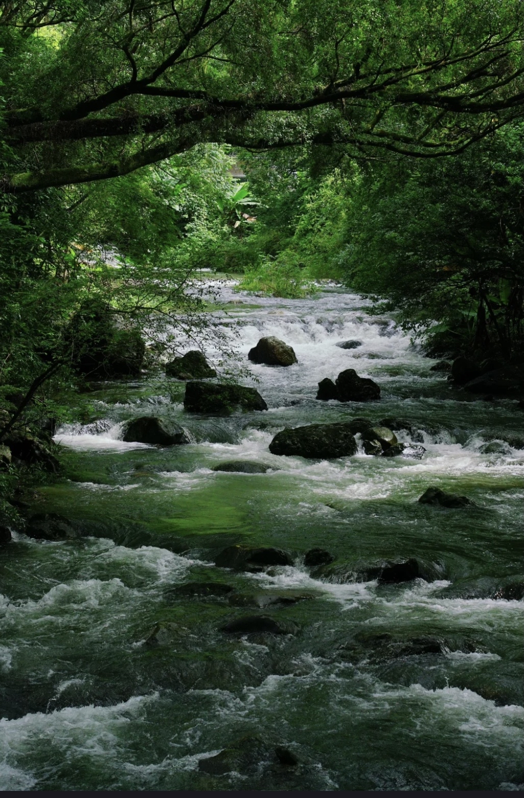 何必去贵州,广州也有自己绝美的绿宝石小溪森林~就在从化石门国家森林