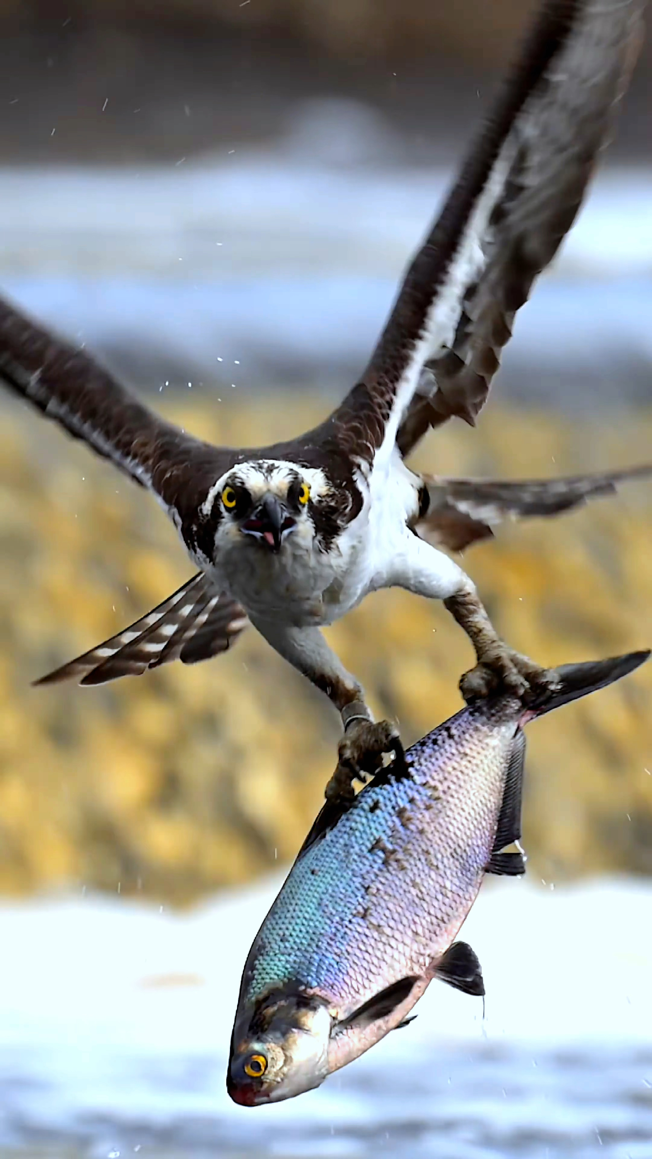 太霸气了大鹏展翅老鹰从水面抓起大鱼-度小视